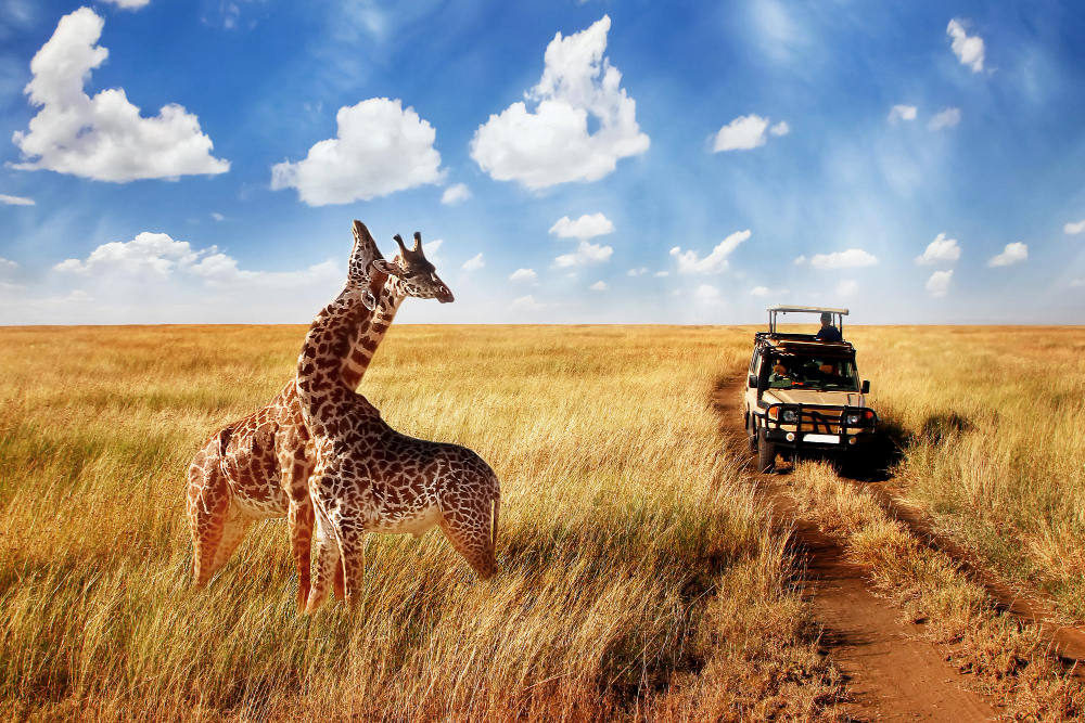Safari în Africa: Ghidul tău complet pentru o călătorie de neuitat