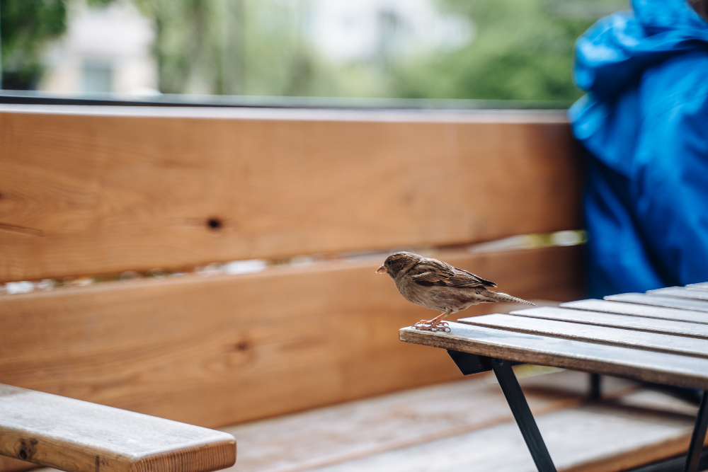Cum să-ți amenajezi curtea pentru a atrage păsări și insecte benefice